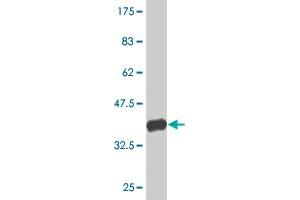 Western Blot detection against Immunogen (37.