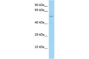 WB Suggested Anti-CDC25A Antibody Titration: 1. (CDC25A anticorps  (N-Term))