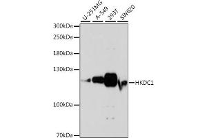 Western blot analysis of extracts of various cell lines, using HKDC1 antibody (ABIN7267641) at 1:1000 dilution. (HKDC1 anticorps  (AA 150-250))