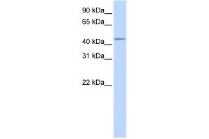 WB Suggested Anti-SPOCK3 Antibody Titration:  0. (SPOCK3 anticorps  (Middle Region))