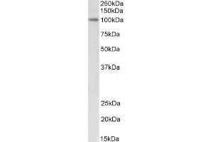 ABIN5539760 (2µg/ml) staining of nuclear Jurkat lysate (35µg protein in RIPA buffer).