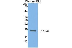 Detection of Recombinant ELOB, Human using Polyclonal Antibody to Elongin B (ELOB)
