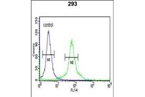 DLG7 Antibody (Center) (ABIN650734 and ABIN2839433) flow cytometric analysis of 293 cells (right histogram) compared to a negative control cell (left histogram). (DLGAP5 anticorps  (AA 228-258))