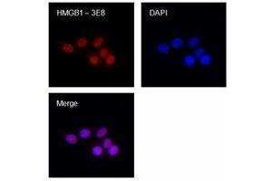 Immunofluorescence (IF) image for anti-High Mobility Group Box 1 (HMGB1) antibody (ABIN2666344) (HMGB1 anticorps)