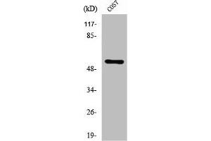 Western Blot analysis of COS7 cells using ZNF498 Polyclonal Antibody (Zinc Finger and SCAN Domain Containing 25 (ZSCAN25) (C-Term) anticorps)