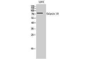 Western Blotting (WB) image for anti-Calpain 10 (CAPN10) (N-Term) antibody (ABIN3183631) (CAPN10 anticorps  (N-Term))