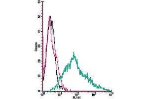Cell surface detection of P2X3 Receptor by direct flow cytometry in live intact human  megakaryoblastic leukemia cells: + Rabbit IgG isotype control-FITC. (P2RX3 anticorps  (Extracellular) (FITC))