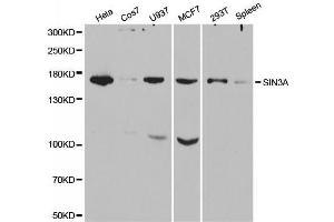 Western blot analysis of extracts of various cell lines, using SIN3A antibody.