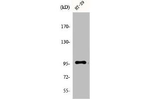 Western Blot analysis of A549 cells using DMGDH Polyclonal Antibody (DMGDH anticorps  (C-Term))