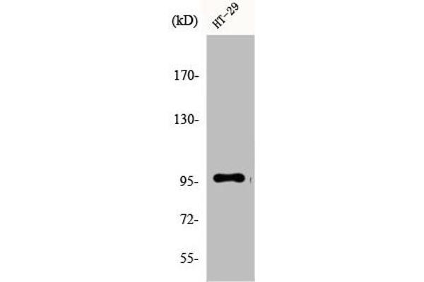 DMGDH anticorps  (C-Term)