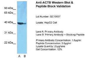 Host: Rabbit  Target Name: ACTB  Sample Tissue: HepG2Lane A:  Primary Antibody Lane B:  Primary Antibody + Blocking Peptide Primary Antibody Concentration: 1 µg/mL Peptide Concentration: 5. (beta Actin anticorps  (Middle Region))