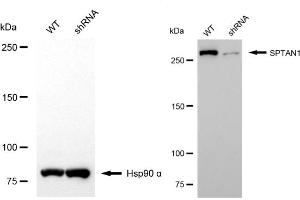 Western blotting analysis using SPTAN1 antibody (ABIN7800418). (SPTAN1 anticorps)