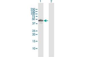 Western Blot analysis of CDC123 expression in transfected 293T cell line by CDC123 MaxPab polyclonal antibody.