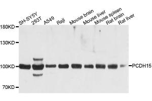 Western blot analysis of extracts of various cell lines, using PCDH15 antibody. (PCDH15 anticorps  (AA 160-400))