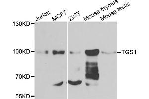 Western blot analysis of extracts of various cell lines, using TGS1 antibody. (TGS1 anticorps)