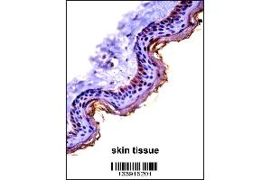 CSTA Antibody immunohistochemistry analysis in formalin fixed and paraffin embedded human skin tissue followed by peroxidase conjugation of the secondary antibody and DAB staining.