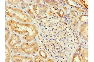 Immunohistochemistry of paraffin-embedded human kidney tissue using ABIN7153737 at dilution of 1:100