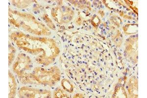 Immunohistochemistry of paraffin-embedded human kidney tissue using ABIN7153737 at dilution of 1:100 (TSTA3 anticorps  (AA 1-314))
