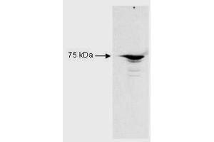 Image no. 1 for anti-Regulatory Factor X 5 (RFX5) (AA 320-494) antibody (ABIN199897) (RFX5 anticorps  (AA 320-494))