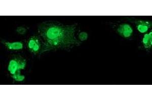 Anti-NHEJ1 mouse monoclonal antibody (ABIN2453925) immunofluorescent staining of COS7 cells transiently transfected by pCMV6-ENTRY NHEJ1 (RC203393). (NHEJ1 anticorps)