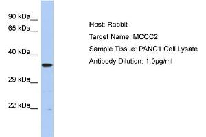 Host: Rabbit Target Name: MCCC2 Sample Type: PANC1 Whole cell lysates Antibody Dilution: 1. (MCCC2 anticorps  (C-Term))
