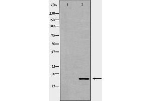 Western blot analysis of HepG2 cell lysate, using ISG15 Antibody. (ISG15 anticorps  (C-Term))