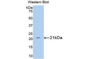Western Blotting (WB) image for anti-Interleukin 7 Receptor (IL7R) (AA 48-217) antibody (ABIN1175191) (IL7R anticorps  (AA 48-217))