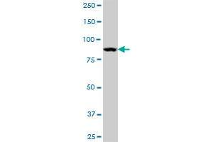 STAT5A MaxPab polyclonal antibody. (STAT5A anticorps  (AA 1-794))