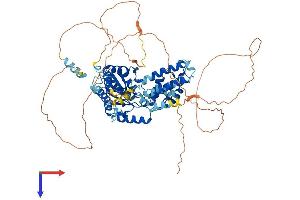 AlphaFold protein structure predicition of Mouse Recombinant Fignl1 Protein, UniprotID Q8BPY9