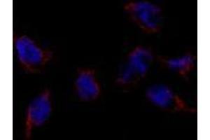 Image no. 3 for anti-Bone Morphogenetic Protein 7 (BMP7) (N-Term) antibody (ABIN357185)
