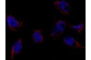 Image no. 3 for anti-Bone Morphogenetic Protein 7 (BMP7) (N-Term) antibody (ABIN357185) (BMP7 anticorps  (N-Term))