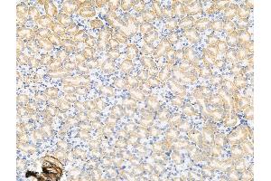 ABIN7094566 and ABIN7098615 at 1/100 staining Mouse kidney tissue by IHC-P.