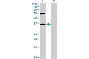 Western Blot analysis of MEOX2 expression in transfected 293T cell line by MEOX2 MaxPab polyclonal antibody. (MEOX2 anticorps  (AA 1-303))