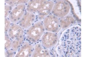 IHC-P analysis of Human Kidney Tissue, with DAB staining. (FARS2 anticorps  (AA 1-451))