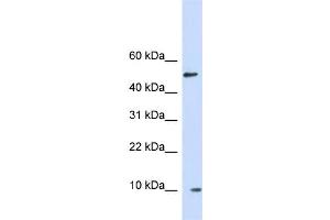 WB Suggested Anti-ERH Antibody Titration: 1.