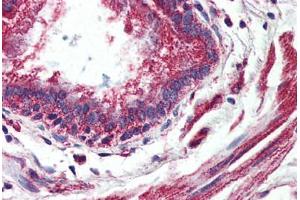 Anti-GPR150 antibody  ABIN1048736 IHC staining of human lung, bronchiole. (GPR150 anticorps  (C-Term))