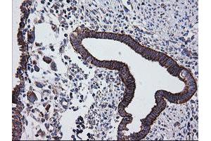 Image no. 9 for anti-Prostaglandin E Synthase 2 (PTGES2) antibody (ABIN1500491) (PTGES2 anticorps)