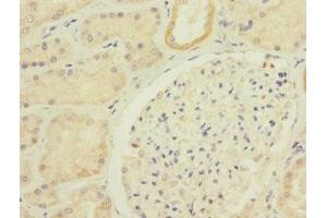 Immunohistochemistry of paraffin-embedded human kidney tissue using ABIN7146199 at dilution of 1:100