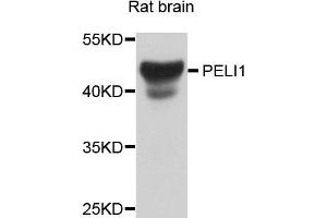 Western blot analysis of extract of various cells, using PELI1 antibody. (Pellino 1 anticorps)