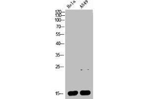 Western blot analysis of HELA A549 Cell Lysate, antibody was diluted at 1:1000