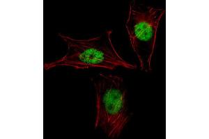 Immunofluorescence (IF) image for anti-Mesenchyme Homeobox 2 (MEOX2) antibody (ABIN3000188) (MEOX2 anticorps)