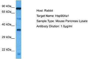 Host: Rabbit Target Name: HSP90AA1 Sample Tissue: Mouse Pancreas Antibody Dilution: 1ug/ml (HSP90AA1 anticorps  (C-Term))