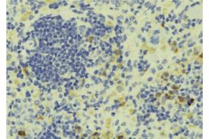 ABIN6273302 at 1/100 staining Human lymph tissue by IHC-P. (PTP4A1 anticorps  (C-Term))