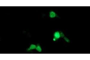 Anti-ARL5B mouse monoclonal antibody (ABIN2455455) immunofluorescent staining of COS7 cells transiently transfected by pCMV6-ENTRY ARL5B (RC204805). (ARL5B anticorps)
