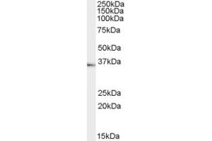 ABIN190795 (1µg/ml) staining of Human Testes lysate (35µg protein in RIPA buffer). (TACR1 anticorps  (Internal Region))