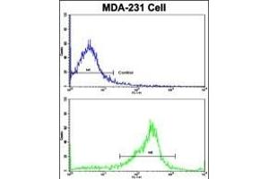 Flow cytometric analysis of MDA-231 cells using SERPINA9 Antibody (Center)(bottom histogram) compared to a negative control cell (top histogram). (SERPINA9 anticorps  (AA 194-222))