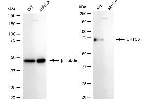 Western blotting analysis using CRTC3 antibody (ABIN7798167).