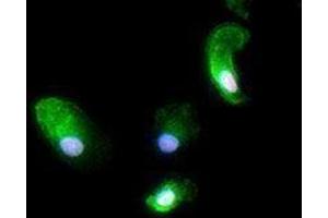 Immunofluorescence (IF) image for anti-Spleen Focus Forming Virus (SFFV) Proviral Integration Oncogene Spi1 (SPI1) antibody (Alexa Fluor 594) (ABIN2656857)