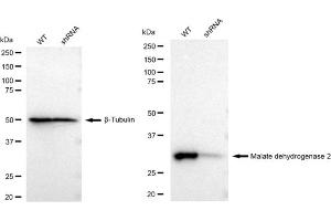 Western blotting analysis using Malate dehydrogenase 2 antibody (ABIN7799327).