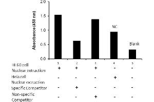 Transcription factor assay of NF-κB RelB from nuclear extracts of HL60 cells or HeLa cells with the specific competitor or non-specific competitor. (RELB Kit ELISA)